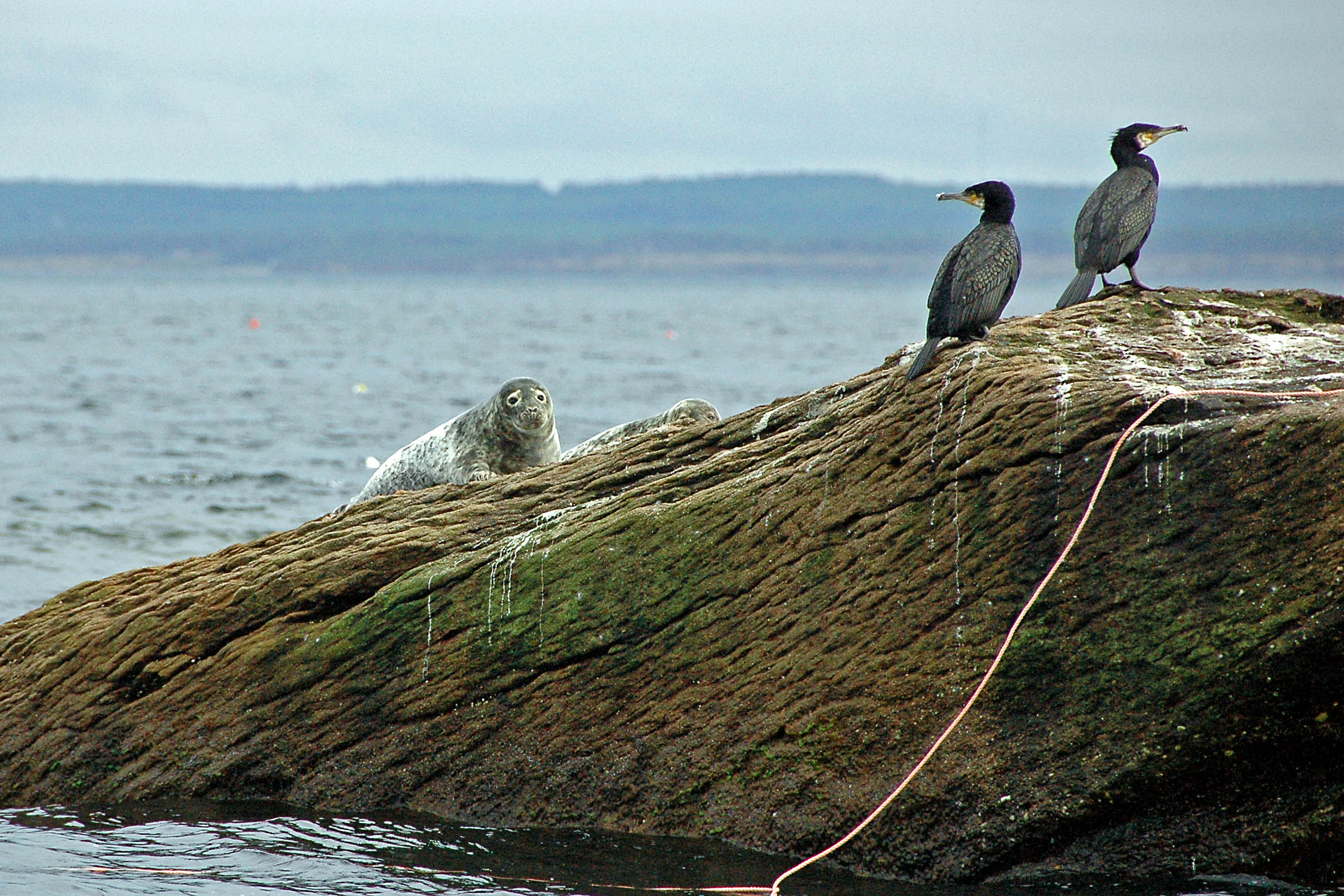 Cormorants and Seal