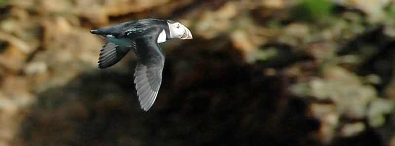 Puffin Flying