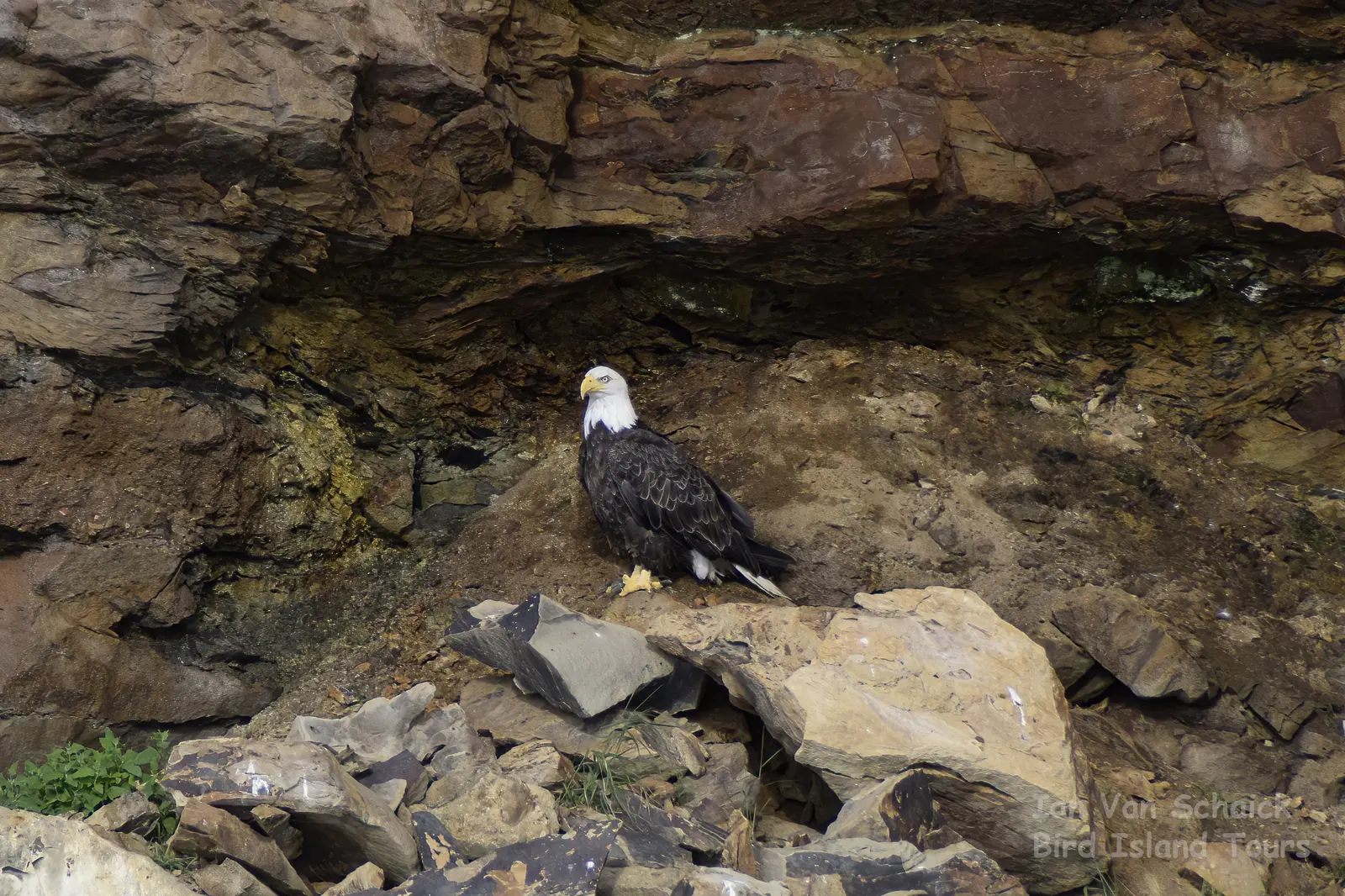 Bald eagle photographed near Bird Islands, Cape Breton