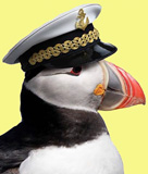 Puffin with a captain hat
