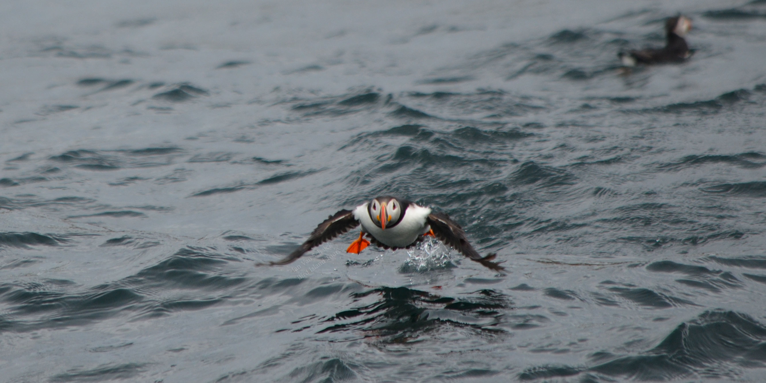 Puffin flying right at you